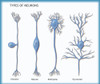 4 Types of Neurons, Illustration Poster Print by Monica Schroeder/Science Source - Item # VARSCIJC0762