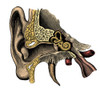 Ear Anatomy Poster Print by Science Source - Item # VARSCIBS4938