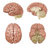 Brain Anatomy, Illustration Poster Print by Gwen Shockey/Science Source - Item # VARSCIJC6264