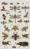 Insects, Seba's Thesaurus, 1734 Poster Print by Science Source - Item # VARSCIBW7021