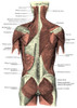 Back Muscles Poster Print by Science Source - Item # VARSCIBQ2112