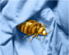 Bed Bug Poster Print by Spencer Sutton/Science Source - Item # VARSCIBS6081