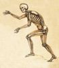 Skeleton of Man, 1860 Poster Print by Science Source - Item # VARSCIJB6781