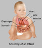 Anatomy of an Infant Poster Print by Gwen Shockey/Science Source - Item # VARSCIBY2294