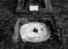 Darwin's Earthworm Stone for Experiments Poster Print by Science Source - Item # VARSCIJA0927