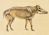 Skeleton of Wild Boar, 1860 Poster Print by Science Source - Item # VARSCIJB6784