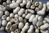 Silkworm Cocoons Used by Pasteur, c.1865 Poster Print by Science Source - Item # VARSCIJB2929
