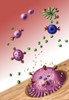Bone Resorption Poster Print by Spencer Sutton/Science Source - Item # VARSCIBW5678