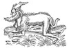 Satyr, Legendary Creature Poster Print by Science Source