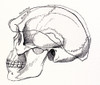 Neandertal Skull Poster Print by Science Source