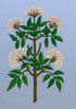 Common Elder Tree Poster Print by Science Source