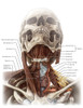 Anatomy of the Neck Poster Print by Evan Oto/Science Source - Item # VARSCIBV8988