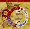 Malaria Parasite Life Cycle Poster Print by Science Source - Item # VARSCIBV5387