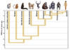 Human Evolution Poster Print by Spencer Sutton/Science Source - Item # VARSCIJB9176