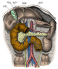 Organs of the Abdomen Poster Print by Science Source - Item # VARSCIBS5684