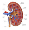 Healthy Kidney, Illustration Poster Print by Monica Schroeder/Science Source - Item # VARSCIJA7839