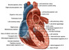 Heart Anatomy Poster Print by Gwen Shockey/Science Source - Item # VARSCIBZ1712