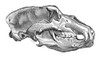 Cave Bear Skull Poster Print by Science Source - Item # VARSCI9N3193
