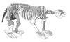 Megatherium Skeleton Poster Print by Science Source - Item # VARSCI9N3196