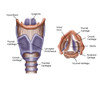 Larynx Poster Print by Spencer Sutton/Science Source - Item # VARSCIBZ4000