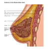 Breast Anatomy, Illustration Poster Print by Gwen Shockey/Science Source - Item # VARSCIJC0942