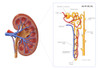 Kidney and Nephron, Illustration Poster Print by Monica Schroeder/Science Source - Item # VARSCIJB0663