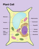 Plant Cell Poster Print by Spencer Sutton/Science Source - Item # VARSCIBZ4324