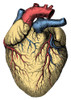 Heart Poster Print by Science Source - Item # VARSCIBQ2811