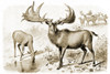 Extinct Irish Elk, Megaloceros giganteus Poster Print by Science Source - Item # VARSCIJB7454