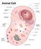 Animal Cell Diagram Poster Print by Spencer Sutton/Science Source - Item # VARSCIBY8010