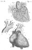 Heart Anatomy, Illustration, 1703 Poster Print by Science Source - Item # VARSCIJA1799