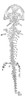 Extinct Giant Salamander Poster Print by Science Source - Item # VARSCI9N3187