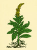 Mullein Poster Print by Science Source
