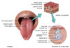 Anatomy of Taste, Illustration Poster Print by Gwen Shockey/Science Source - Item # VARSCIJB0055