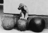 Presidential Pet, Herbert Hoover's Piney Poster Print by Science Source - Item # VARSCIJB2523