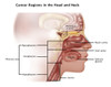 Cancer Regions in Head and Neck, Illustration Poster Print by Gwen Shockey/Science Source - Item # VARSCIJB5070