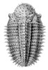 Trilobite Artwork Poster Print by Science Source - Item # VARSCIBX3724