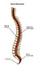 Spinal Meningitis Poster Print by Spencer Sutton/Science Source - Item # VARSCIBZ4338