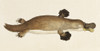 Duck-Billed Platypus Poster Print by Science Source - Item # VARSCIJA0234