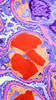 TEM of Glomerulus Capillary Loop Poster Print by Science Source - Item # VARSCIBT0325