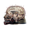 Brain, Anatomical Illustration, 1823 Poster Print by Science Source - Item # VARSCIJA1781