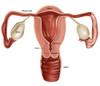 Uterus Poster Print by Gwen Shockey/Science Source - Item # VARSCIBV7271