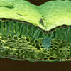 SEM of Christmas Rose Leaf Poster Print by Science Source