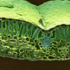 SEM of Christmas Rose Leaf Poster Print by Science Source