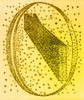 Galactic Model, Herschel, 1784 Poster Print by Science Source - Item # VARSCIBQ6581