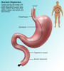 Digestive System, Illustration Poster Print by Gwen Shockey/Science Source - Item # VARSCIJB2372