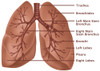 Anatomy of the Lungs Poster Print by Gwen Shockey/Science Source - Item # VARSCIBZ3722