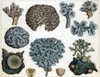 Corals Poster Print by Science Source - Item # VARSCIJC1110