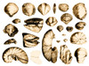 Fossilized Shells, 1844 Poster Print by Science Source - Item # VARSCIBU8757