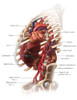 Branches of the Abdominal Aorta Poster Print by Evan Oto/Science Source - Item # VARSCIBV8968